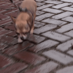 Funny Dog Walking GIF