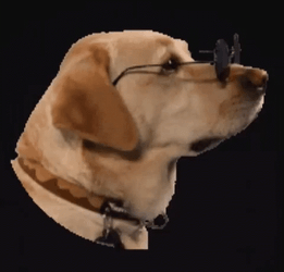 Funny Dog Wearing The Shade  GIF