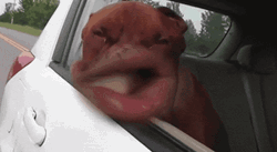 Funny Dog Windy Day GIF