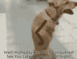 Funny Doge Pictures A+ GIF