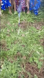 Funny Dogs 4Th Of July Costumes GIF