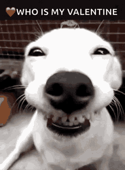 Funny Dogs Cute GIF