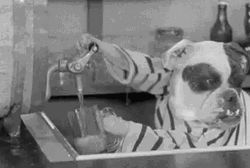 Funny Dogs Drinking Beer  GIF