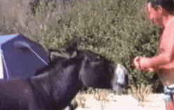 Funny Donkey Biting Human GIF