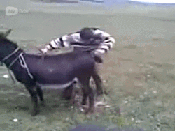 Funny Donkey Car GIF