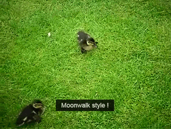 Funny Duck Moonwalk Style GIF