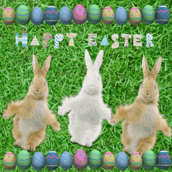 Funny Easter Bunny Hip Hop Dancing