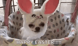 Funny Easter Dog Dressed As Rabbit