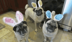 Funny Easter Pugs Bunny Ear Costume