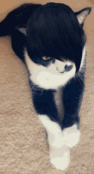 Funny Emo Cat Bangs GIF
