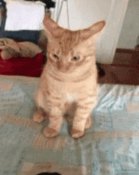 Funny Fabulous Cat GIF