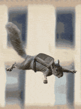 Funny Falling Squirrel