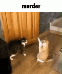 Funny Fight Cat Passing Out Murder GIF