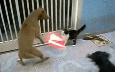 Funny Fight Cat Using Laser Sword Meme GIF