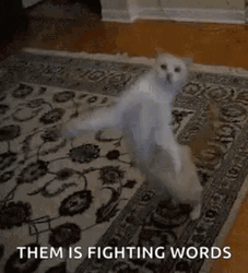 Funny Fight Hilarious Cat Them Fighting Words GIF