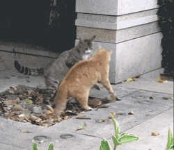 Funny Fighting Cats Backflip GIF