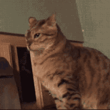 Funny Fighting Cats Paw GIF