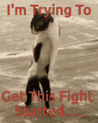 Funny Fighting Meme Cat GIF