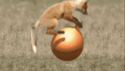 Funny Fox Bouncing Ball