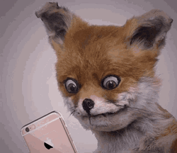 Funny Fox Checking Phone