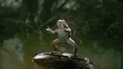 Funny Frog Dancing GIF