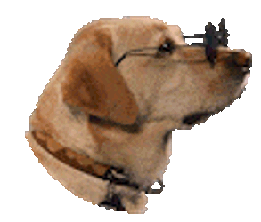 Funny Funny Fog Sticker GIF