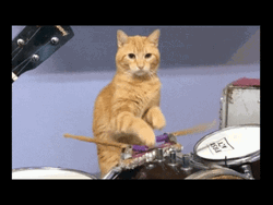 Funny Ginger Cat Drumroll Play GIF