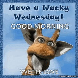 Funny Giraffe Wacky Wednesday  GIF