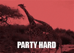 Funny Giraffes Moving Their Heads Party Hard