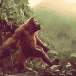 Funny Girl Monkey Dance GIF
