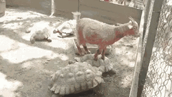Funny Goat And His Turtle Friend GIF