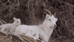 Funny Goat Annoying His Mom GIF