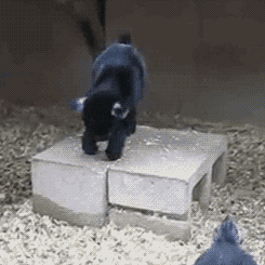 Funny Goat Can't Go Down GIF