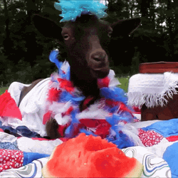 Funny Goat Celebrating 4Th Of July GIF