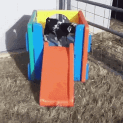 Funny Goat Enjoying The Slide GIF