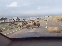 Funny Goat Fight On The Road GIF