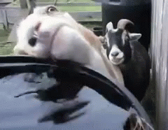 Funny Goat Hardly Drink Water Meme  GIF