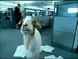 Funny Goat In The Office