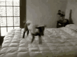 Funny Goat Jumping On Bed