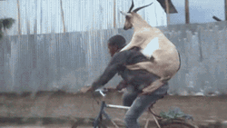 Funny Goat Riding On The Back GIF