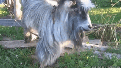 Funny Goat Shaking His Head GIF