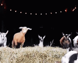 Funny Goats Jumping Out Of House GIF