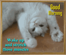 Funny Good Morning Cat Stretching Paws GIF