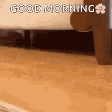 Funny Good Morning Cat Surprising Owner GIF