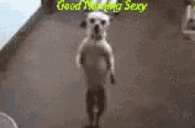 Funny Good Morning Dancing White Dog GIF