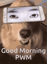 Funny Good Morning Funny Dog Face GIF