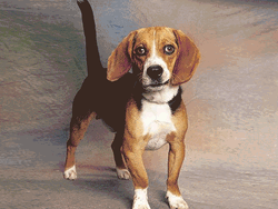 Funny Good Morning Happy Friday Cool Dog GIF