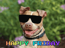 Funny Good Morning Happy Friday Dog Shades GIF