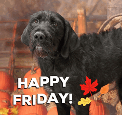 Funny Good Morning Happy Friday Grumpy Dog GIF