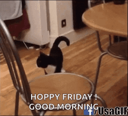Funny Good Morning Happy Friday Kitty Funny Walk  GIF
